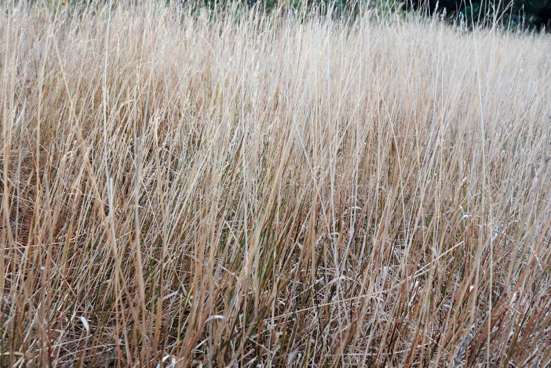 Dry grass field at Doi Intanono Chaingmai Thailand royalty free stock image Dry grass field at Doi Intanono Chaingmai Thailand royalty free stock image