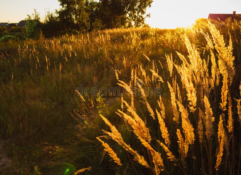 Dry grass field scene