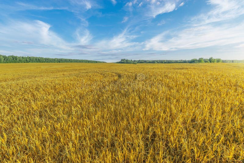 Dry grass on the field stock image. Image of meadow 252766825