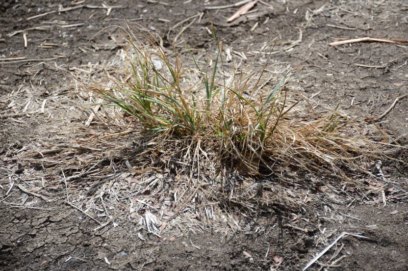 Dry grass on the ground stock photo. Image of rural 213292596