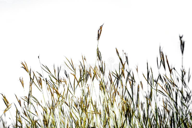 Dry Grass Isolated on White Background Stock Image Image of green