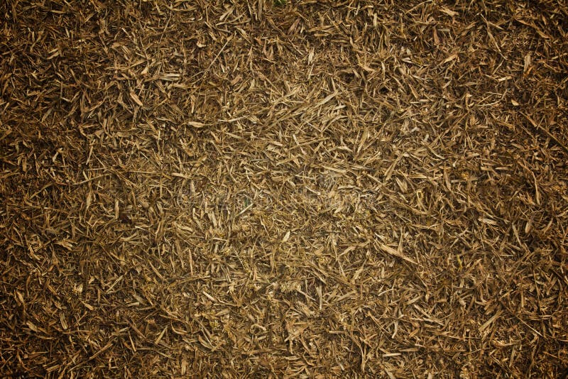 Dry grass lawn royalty free stock images