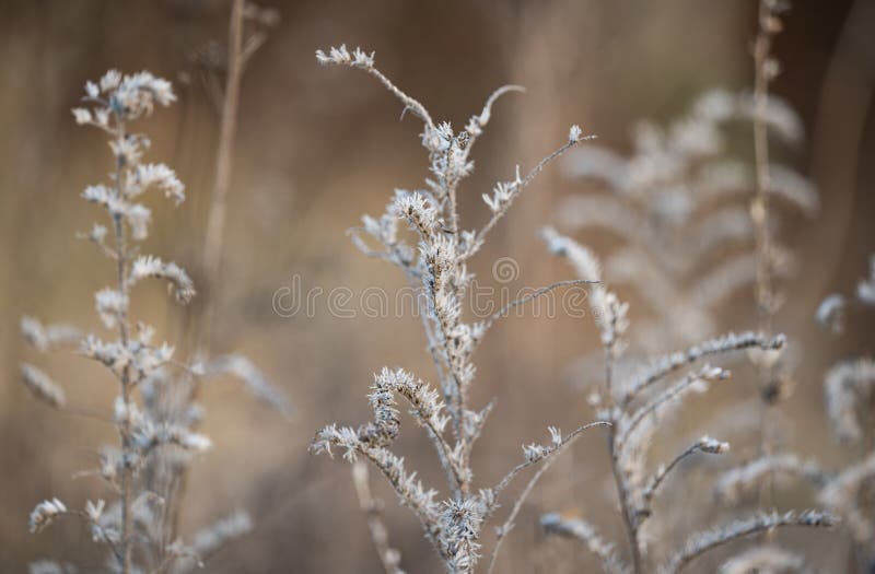 Dry Grass in the Meadow in Winter Stock Photo Image of background
