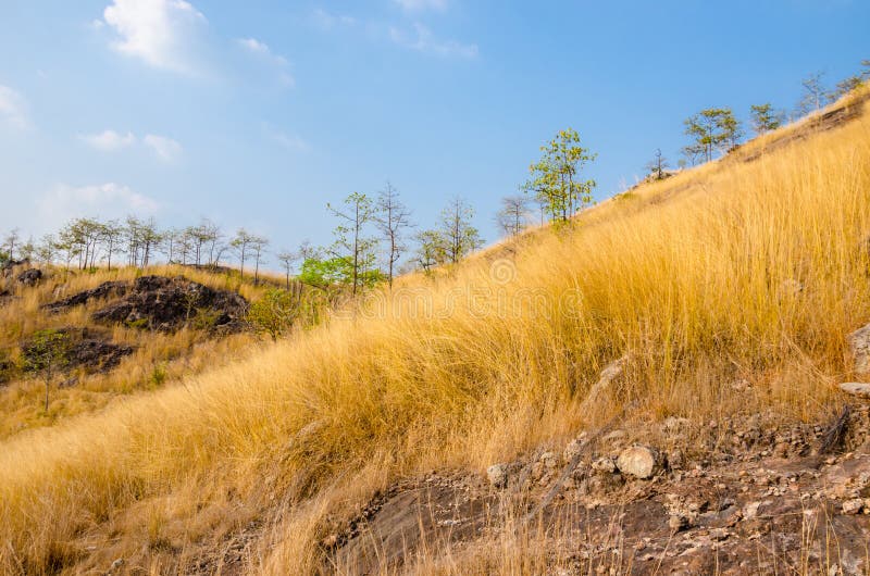 Dry grass on mountain. stock photo. Image of nature, hillside 68657794