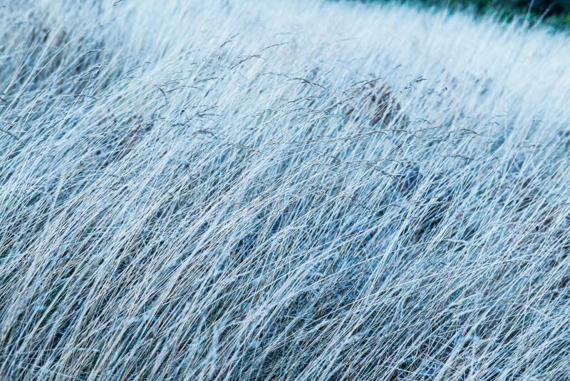 Dry grass on mountain stock image. Image of mountain 213686537