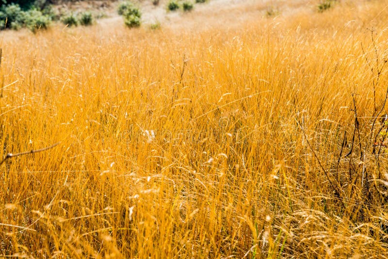 Dry grass on mountain stock photo. Image of botany, mountain 213852408