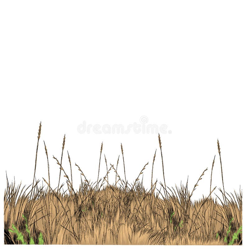 Dry Grass Sketch Vector Graphics Stock Vector Illustration of stem