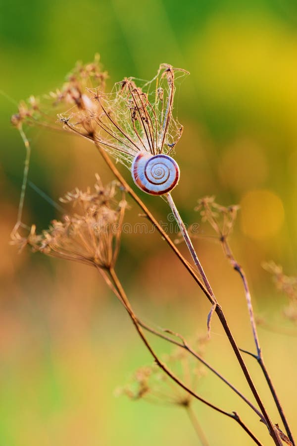 Dry grass with a small snail at sunset - closeup