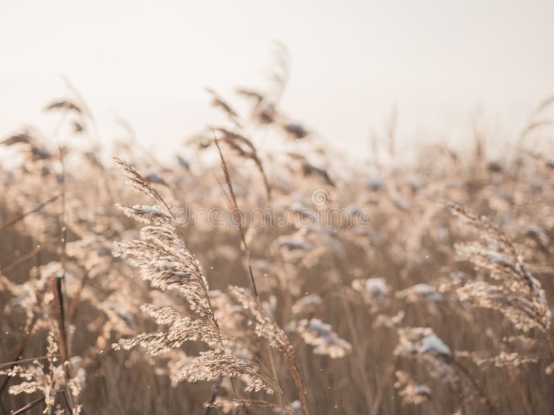 brandstof lunch aansluiten Dry Grass Sways in the Wind in the Sun in Winter. Beige Reed. Beautiful  Nature Trend Background Stock Image - Image of plant, desiccated: 167465543