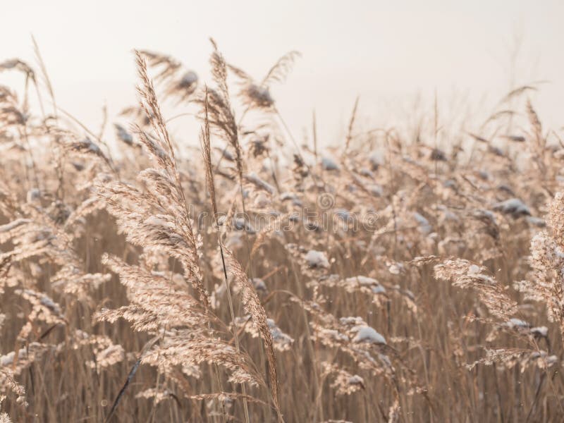 Maak los Plak opnieuw sarcoom Dry Beige Reed on a White Wall Background. Beautiful Nature Trend Decor  Stock Image - Image of ecology, background: 174573985