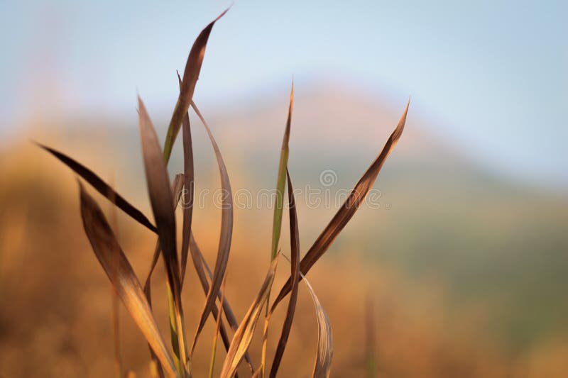 Dry grass for wallpaper stock image. Image of sunset 206450657