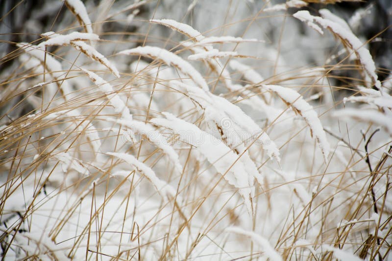 Dry grass.winter stock image. Image of landscape, cold 25360095