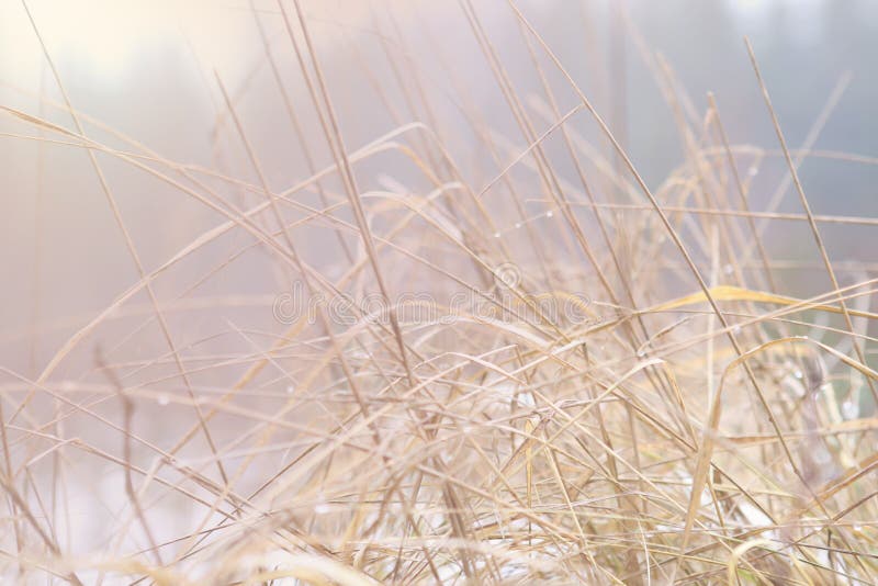 Dry grass in winter. stock photo. Image of white, countryside 82775872