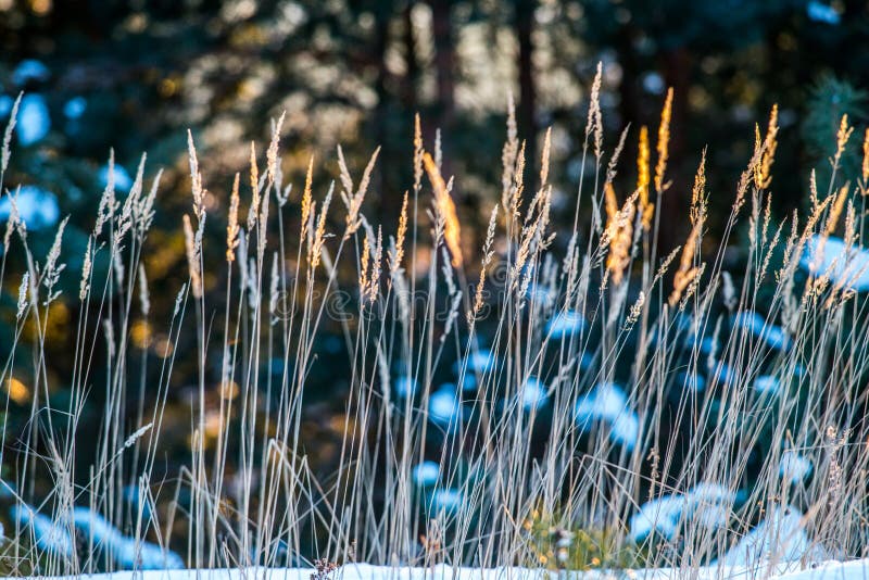 Dry grass in winter stock image. Image of background 110714305