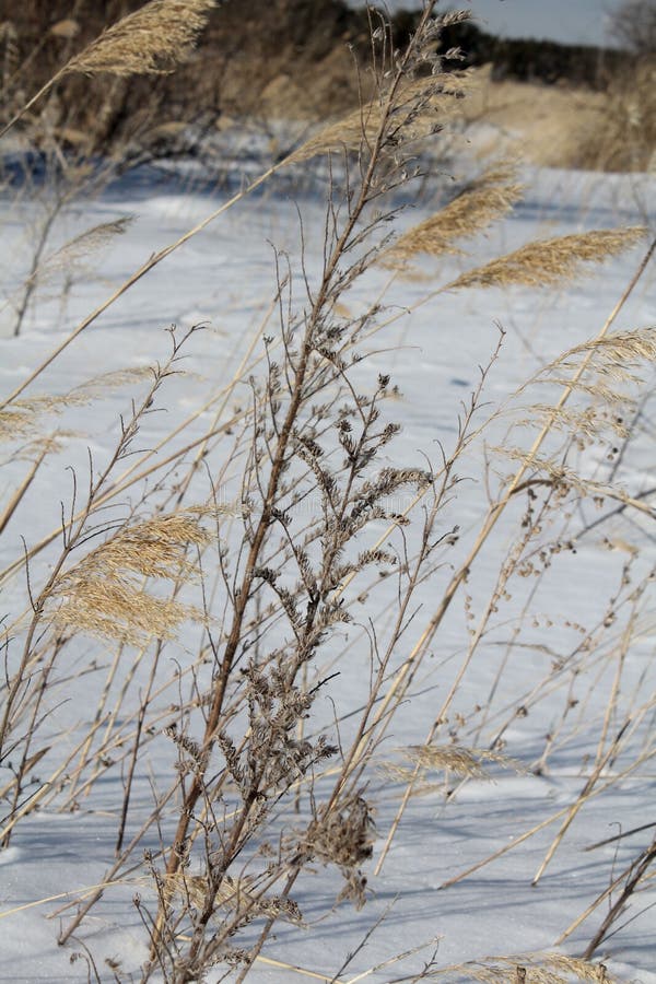 Dry Grass in Winter on the Wind Stock Photo Image of winter, grass