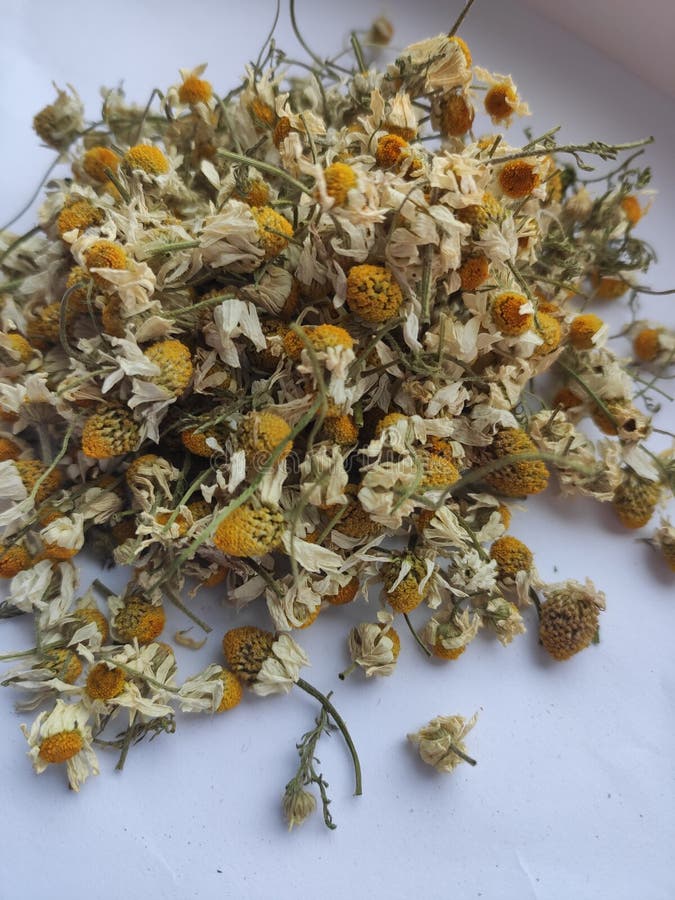 Dried Daisy Flowers. Chamomile. Pharmaceutical Camomile. Stock
