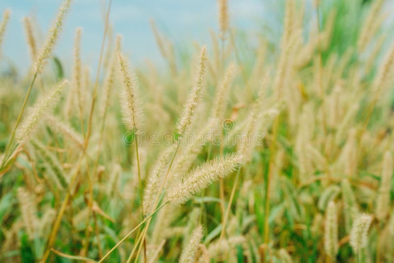 Dry grasses in the field stock photo. Image of environment 268098706
