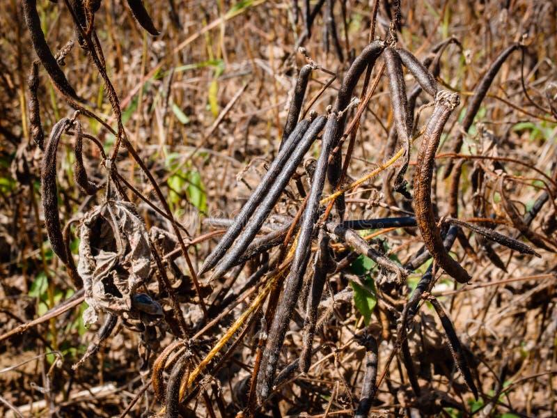 Dry green beans hanging stock photo. Image of garden 86284442