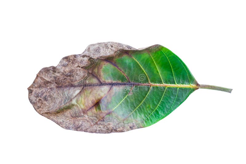 Dry and green leaves stock image. Image of aging, change 80127923