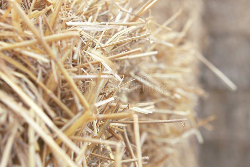 Dry hay close up stock photo. Image of fall, haystack 41545336