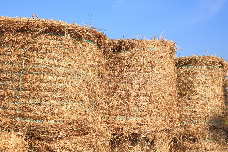 Dry hay in cow farm stock image. Image of country, nature 18295241