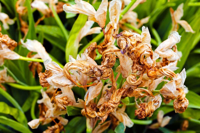 Dry iris flowers stock photo. Image of garden, iris, nature 72801148