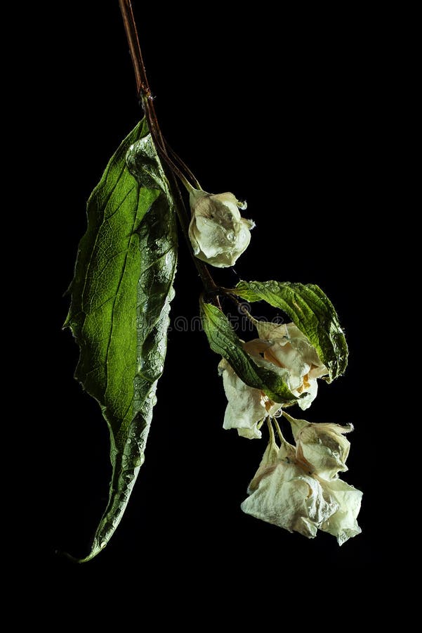 Dry Jasmine Flower on Black Stock Image Image of beautiful, flower
