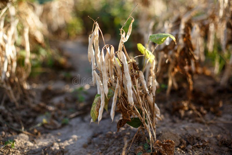 Dry kidney bean on the field.