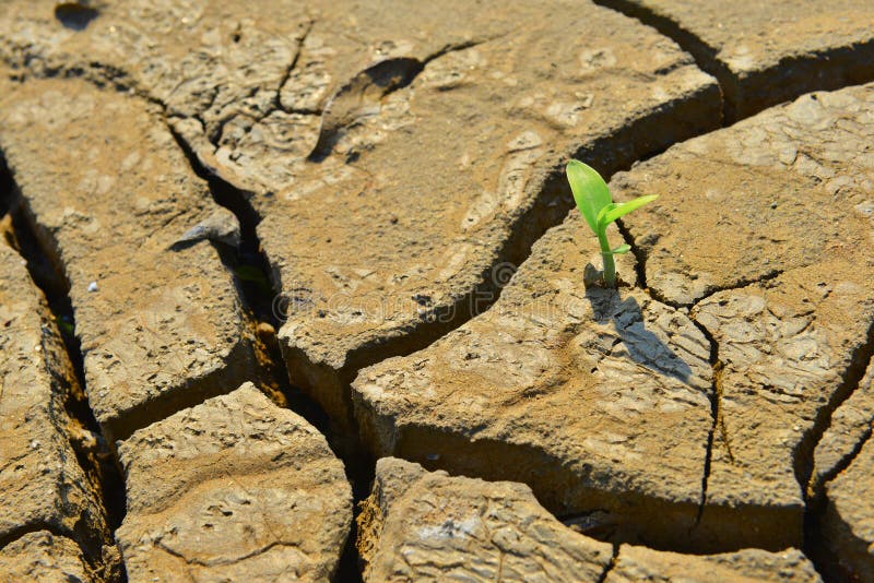 Dry knäckte upp den gröna forsen för land, slut, nytt liv, nytt hopp, läker världen arkivfoton Dry knäckte upp den gröna forsen för land, slut, nytt liv, nytt hopp, läker världen arkivfoton