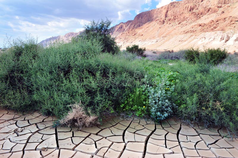 Dry land in the desert stock image. Image of green, grunge 27293111