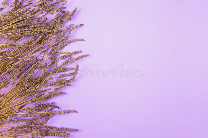 lavender background