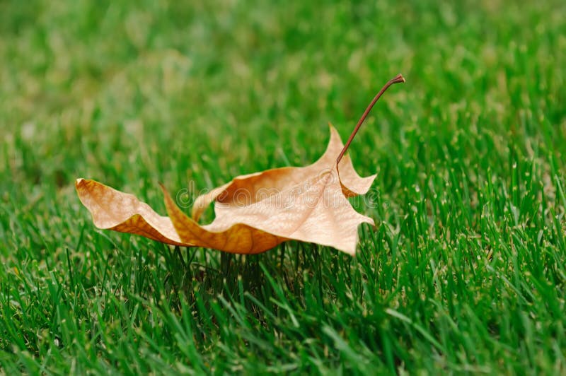 Dry leaf