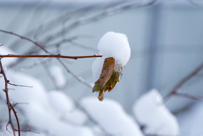 Dry leaf covered with snow