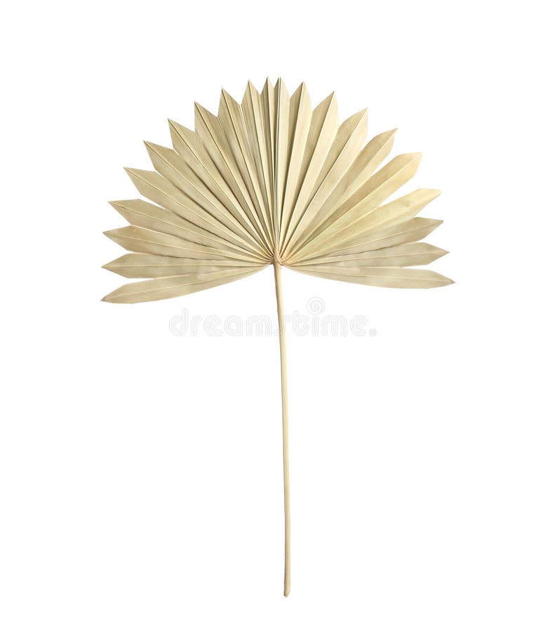 Dry Leaf of Fan Palm Tree Isolated on White Stock Image Image of