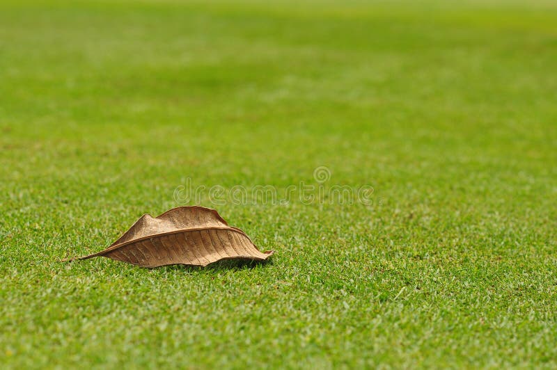 A dry leaf on the green