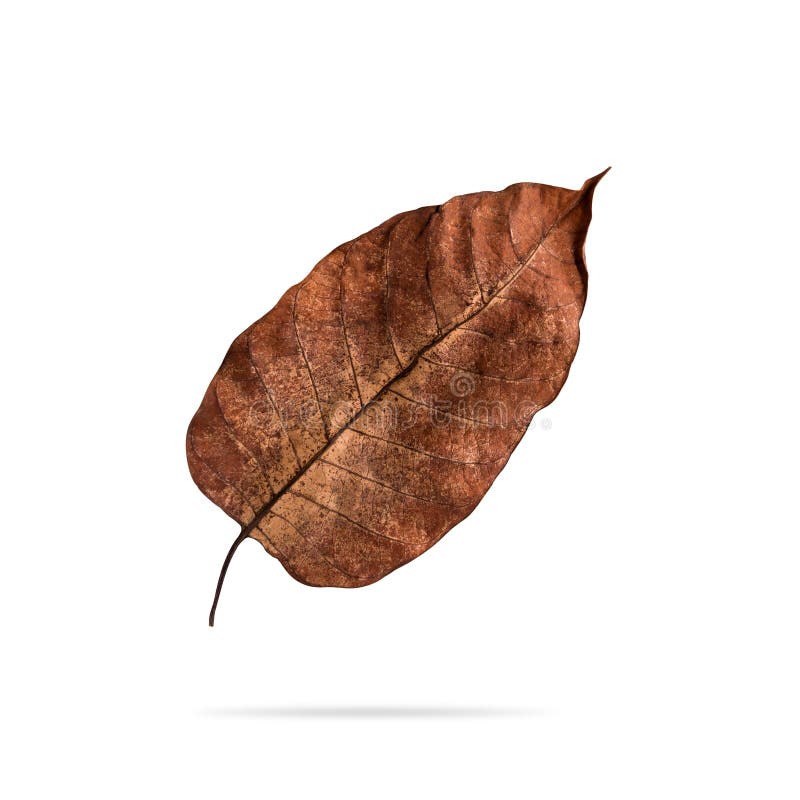 Premium Photo  Brown dry leaves isolated over white background