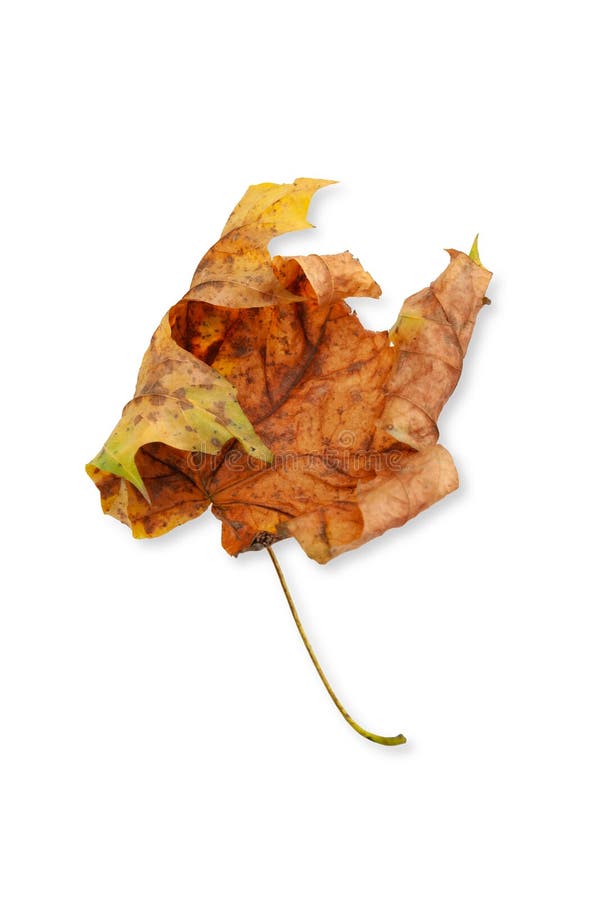 Dry Leaf. One Dried Maple Leaf Isolated on White Background. Selective
