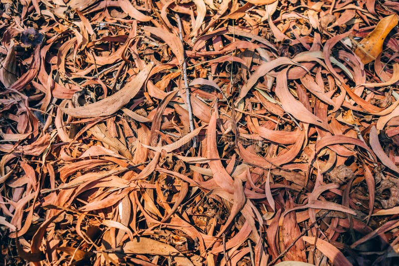 Dry leaf for texture stock photography Dry leaf for texture stock photography