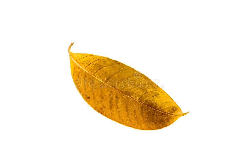 Dry Leaf Texture of Marian Plum Stock Photo Image of autumn, beautiful 156621956