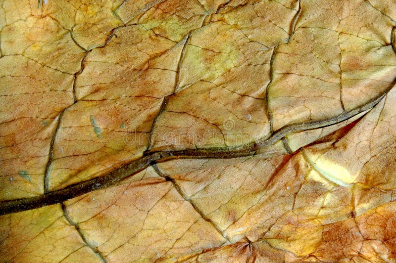 Smoker Veins Stock Photos Free & RoyaltyFree Stock Photos from