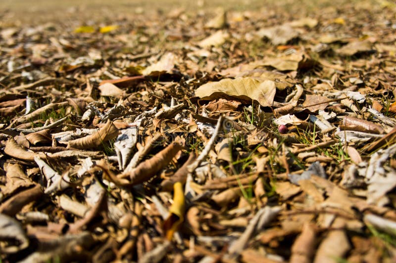 Dry leaves