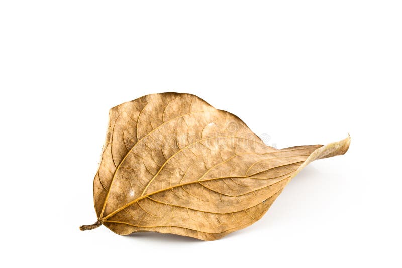 Dry leaves stock image. Image of garden, plant, branch 22382715