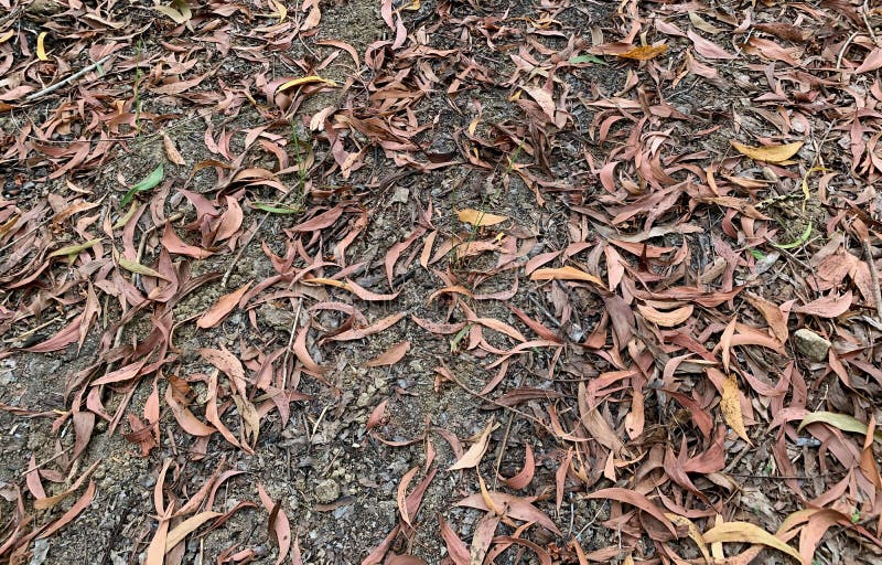 Dry leaves of Acacia plants on the tropical forest floor. Natural Background