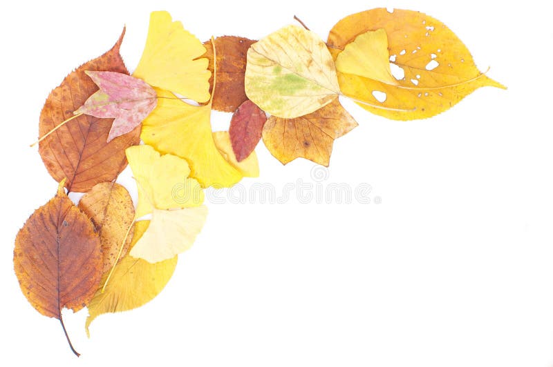 Dry leaves. Dry autumn leaves on a white back ground royalty free stock photos