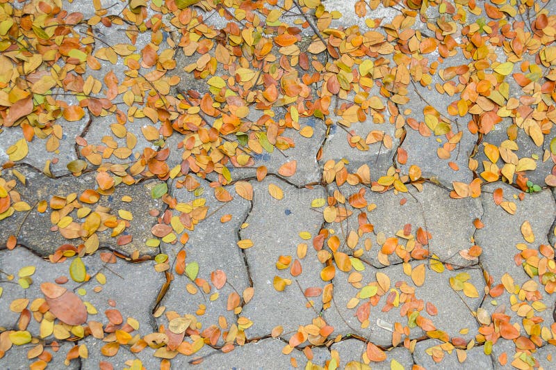 Dry leaves royalty free stock photos