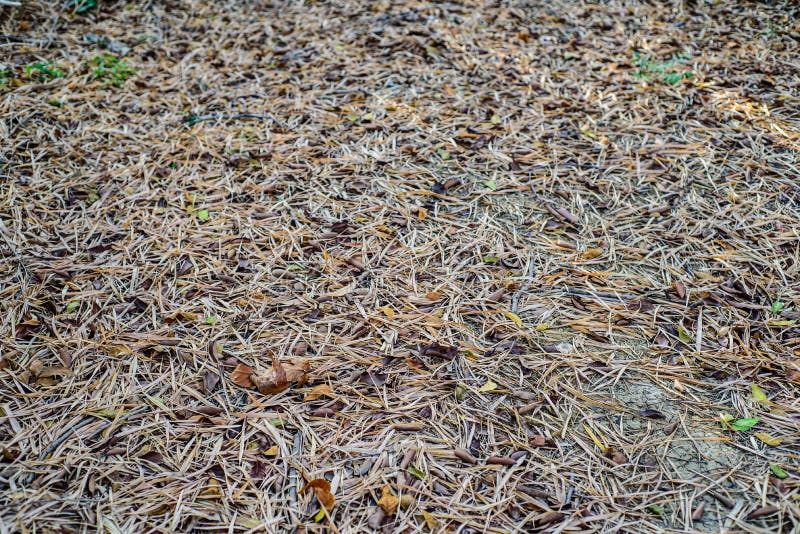 The Dried Leaves are Deposited on the Soil. Stock Photo Image of