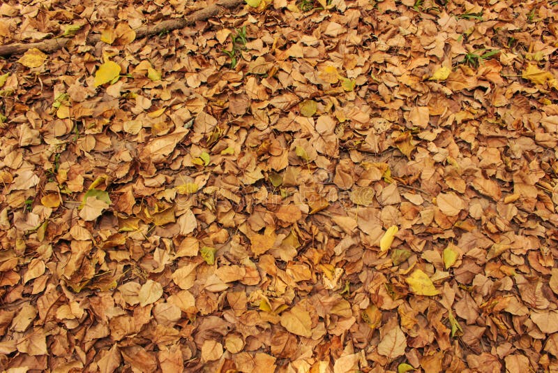 A lot of yellow and orange dry leaves lying on the ground. A lot of yellow and orange dry leaves lying on the ground