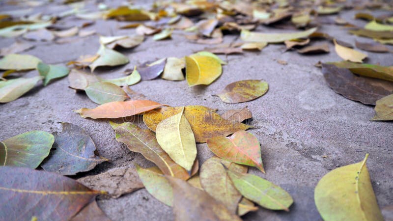 Dry Leaves On Pedestrian Walkways Dry Leaves On The Pavement In Autumn