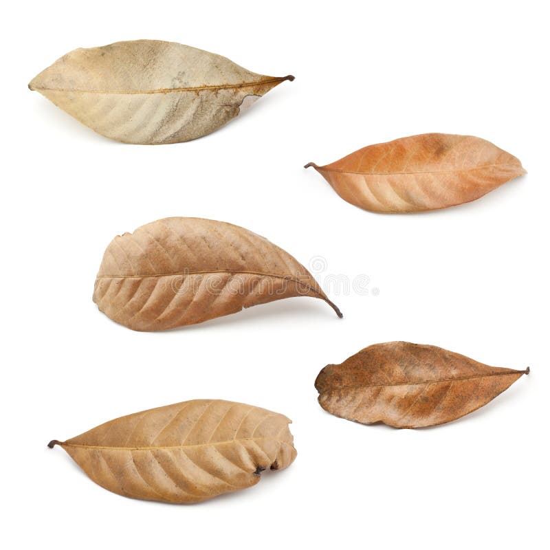 Dried Leaves Royalty-Free Images, Stock Photos & Pictures