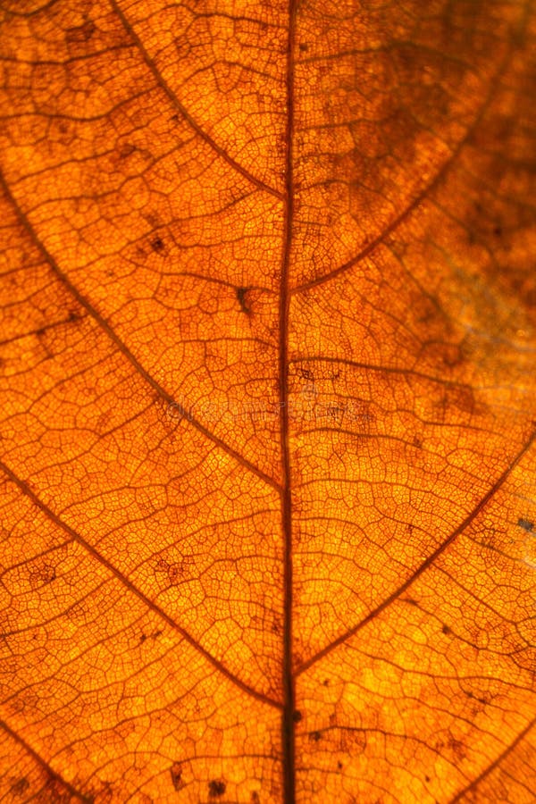 Dry leaves veins texture. Close up on leaf texture. Leaf veins m royalty free stock photography Dry leaves veins texture. Close up on leaf texture. Leaf veins m royalty free stock photography